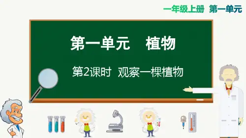 教科版一年级上册科学-观察一棵植物精品课件