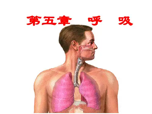 第五章  生理学 呼 吸
