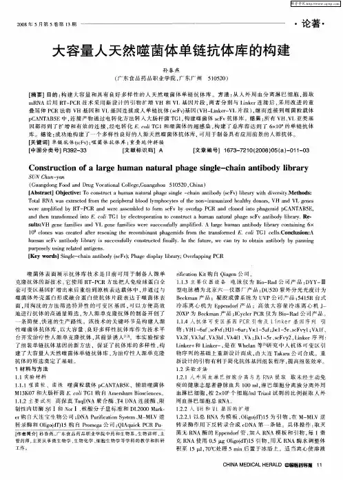 大容量人天然噬菌体单链抗体库的构建
