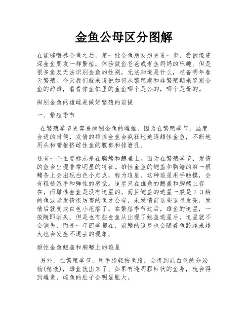 金鱼公母区分图解