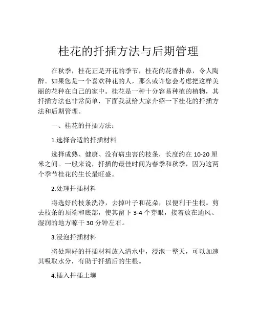 桂花的扦插方法与后期管理