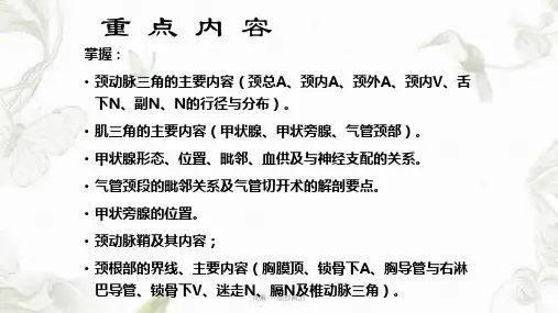 局解---颈部解剖ppt课件