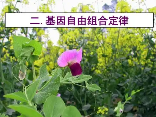 基因的自由组合定律ppt