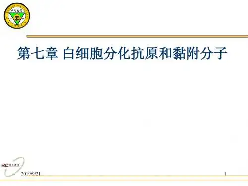 7白细胞分化抗原与粘附分子