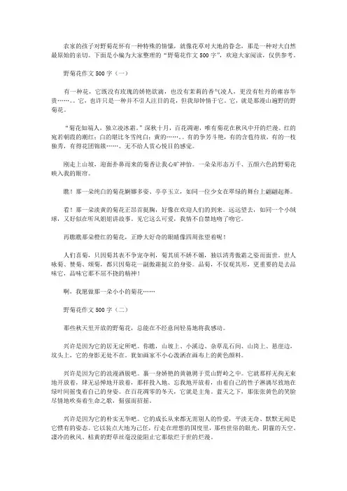 野菊花作文500字