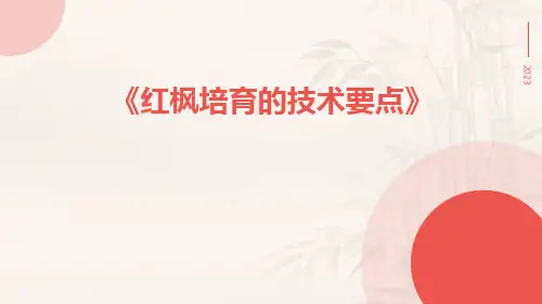 红枫培育的技术要点
