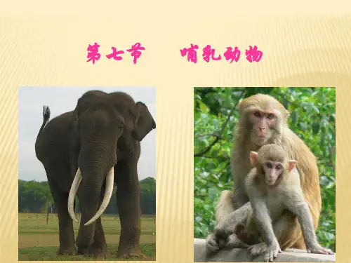 哺乳动物PPT优秀课件20 人教版