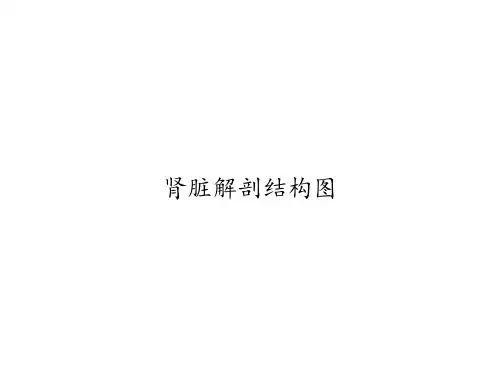肾脏解剖结构图