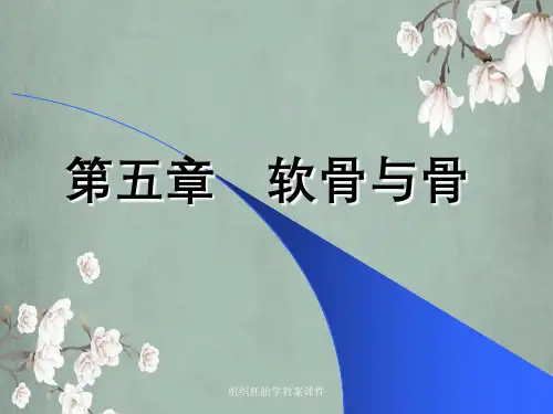 组织胚胎学教案课件