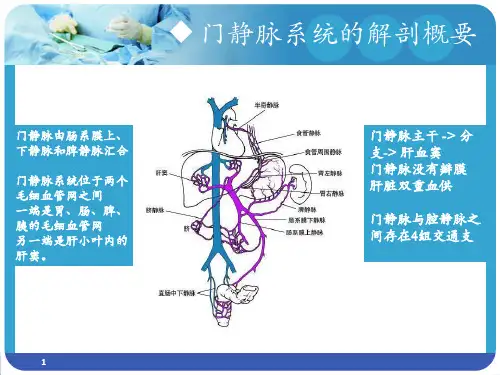 门静脉系统的解剖概要PPT课件