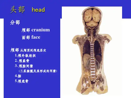 头部解剖图谱PPT课件