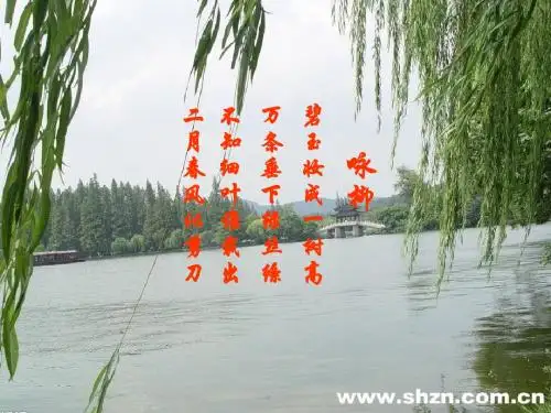 芽的类型和结构 PPT课件2 济南版