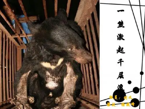 归真堂活熊取胆