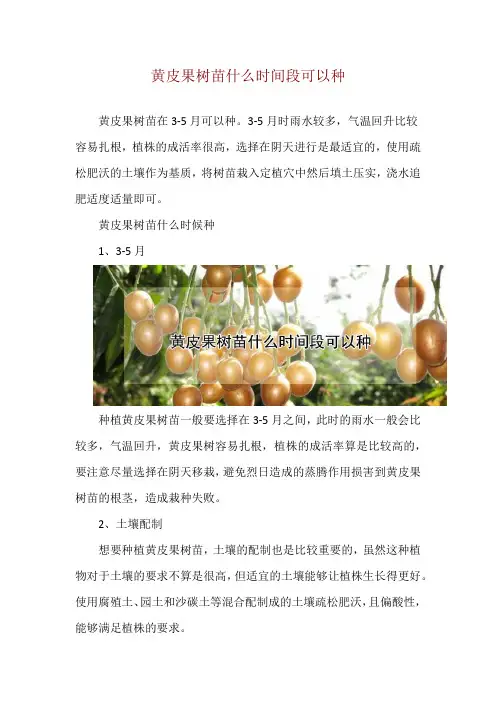 黄皮果树苗什么时间段可以种