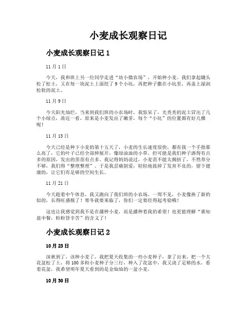 小麦成长观察日记