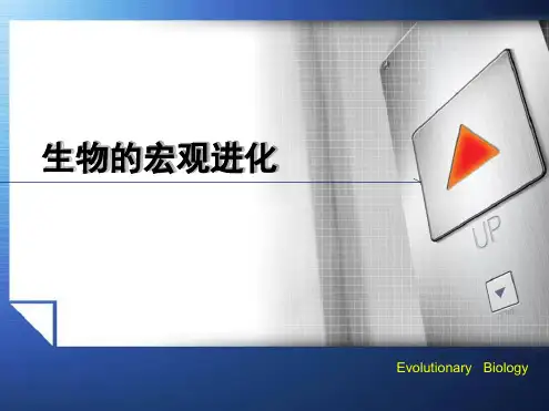 进化生物学 生物的宏观进化