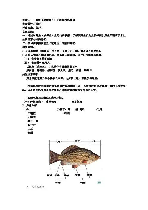实验二    鲤鱼的外形和内部解剖