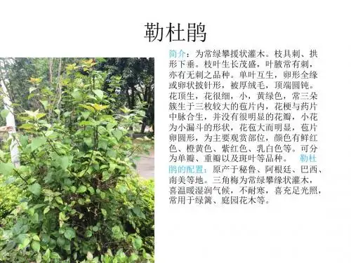 植物介绍