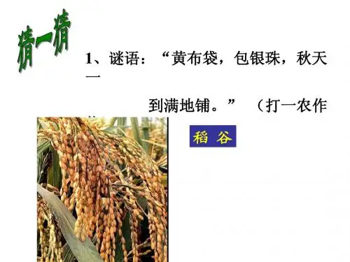 稻作文化的印记课件