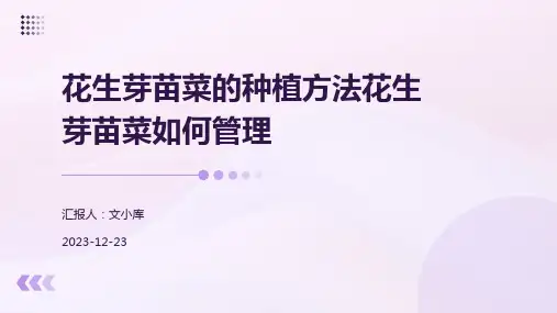 花生芽苗菜的种植方法花生芽苗菜如何管理