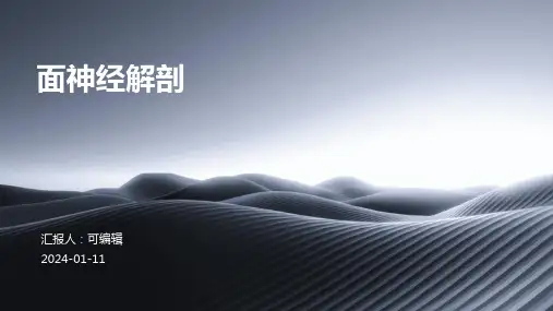 面神经解剖