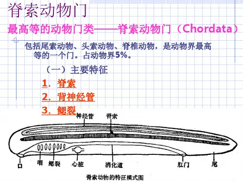 动物界-脊索动物门