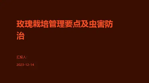 玫瑰栽培管理要点及虫害防治