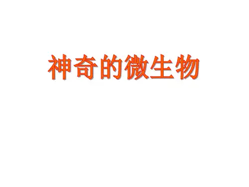 苏教版初中生物八年级上册 神奇的微生物