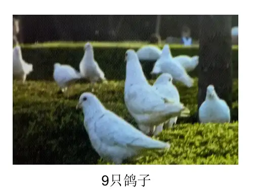 闽教版三年级下册信息技术看图片,输入字符 课件 (2)