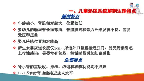 泌尿系统疾病患儿的护理—小儿泌尿系统解剖生理特点(儿科护理课件)