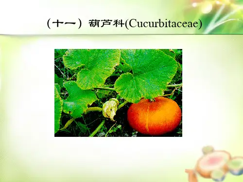 植物学被子植物分科