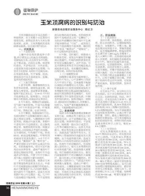 玉米顶腐病的识别与防治