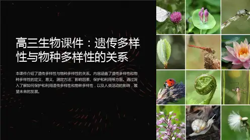 高三生物课件：遗传多样性与物种多样性的关系