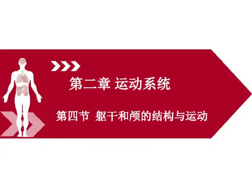 运动解剖学(第三版)课件第二章第四节躯干和颅的结构与运动