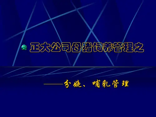 分娩和哺乳母猪