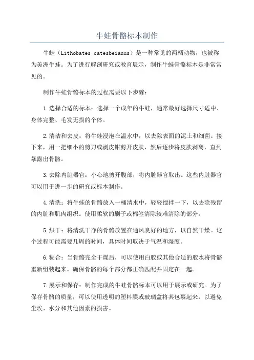 牛蛙骨骼标本制作