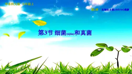 七年级科学上册 第2章 生物的主要类群 3 细菌和真菌习题课件 华东师大级上册自然科学课件