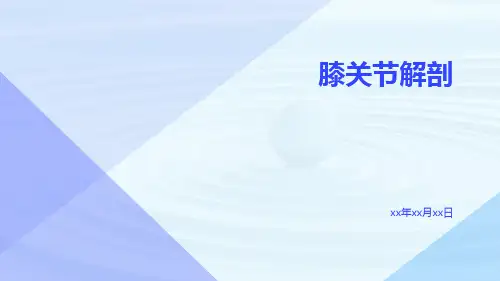 (医学课件)膝关节解剖