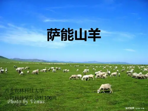 萨能奶山羊