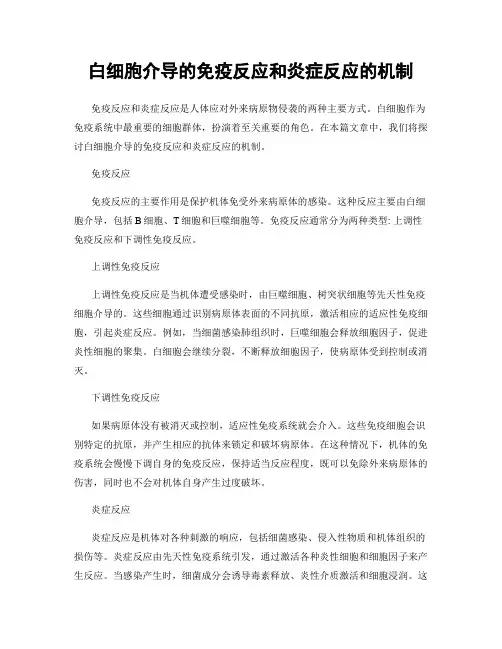 白细胞介导的免疫反应和炎症反应的机制