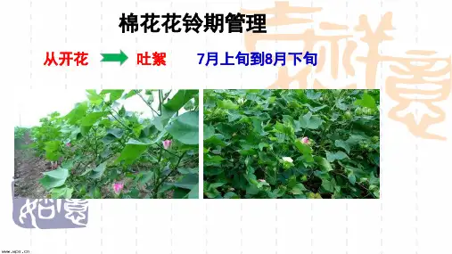 棉花花铃期管理