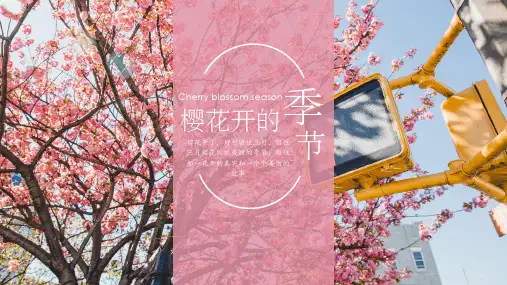 小清新樱花季旅游ppt模板