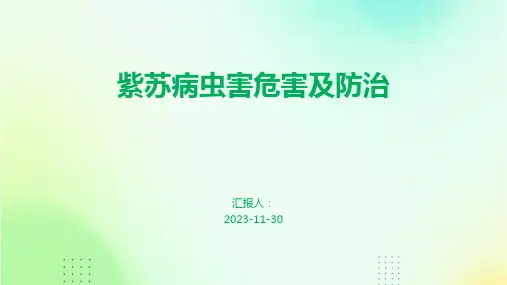 紫苏病虫害危害及防治
