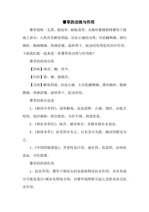 蓍草的功效与作用
