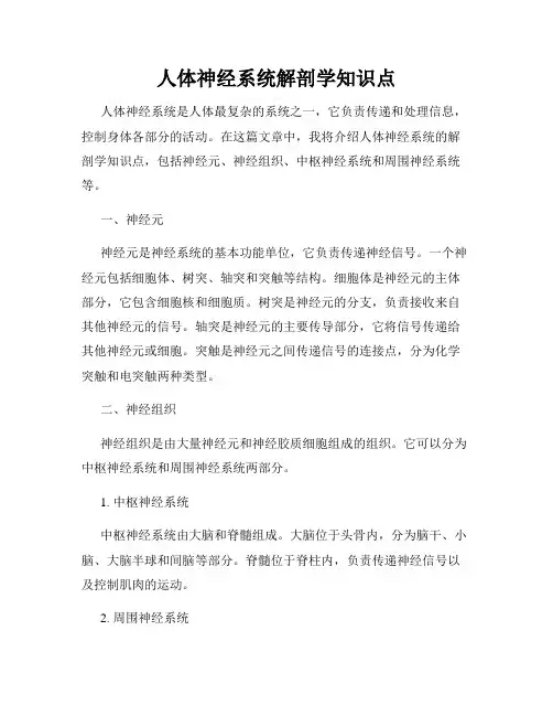 人体神经系统解剖学知识点