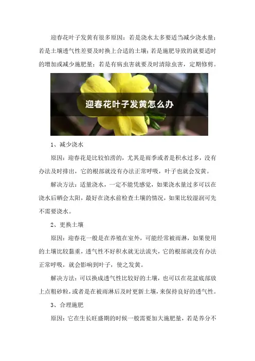 迎春花叶子发黄怎么办
