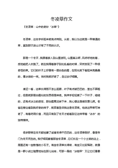冬凌草作文