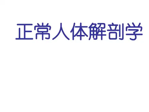 正常人体解剖学
