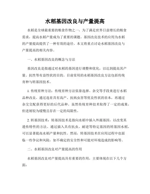 水稻基因改良与产量提高