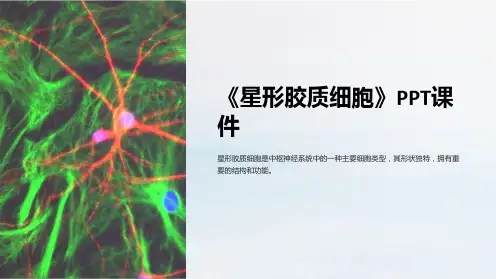 《星形胶质细胞》课件